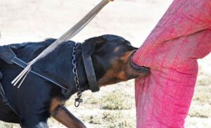 Animal Attack Personal Injury Claims